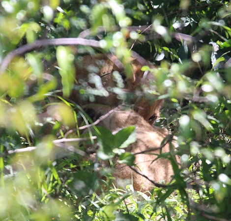 gut versteckte L&ouml;wenbabys, Masai Mara