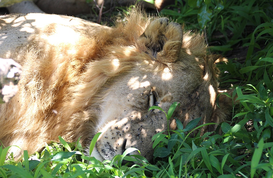 L&ouml;wen M&auml;nnchen, Masai Mara