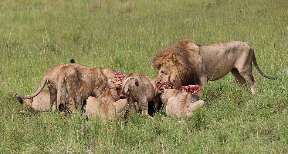 Rongai L&ouml;wen Weibchen erlegen Kaffernb&uuml;ffel