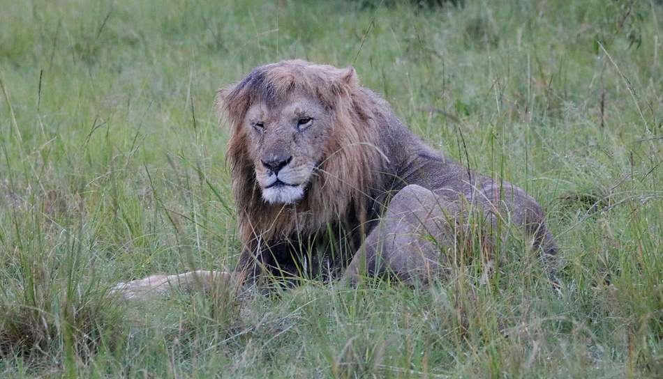Oloimina im Regen, Rongai L&ouml;wen