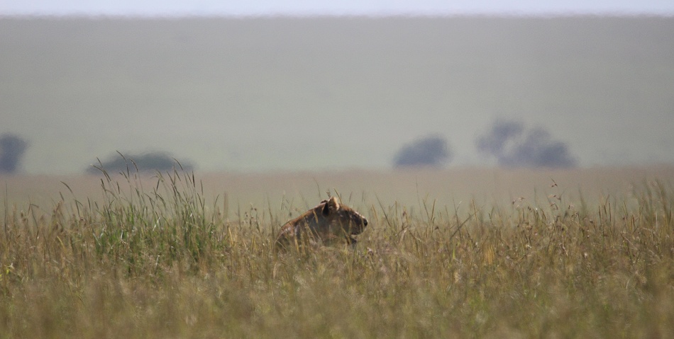 Rongai L&ouml;win