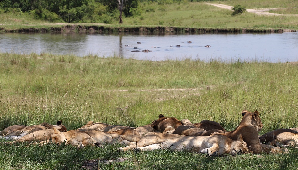 Mara, Rongai L&ouml;wenrudel