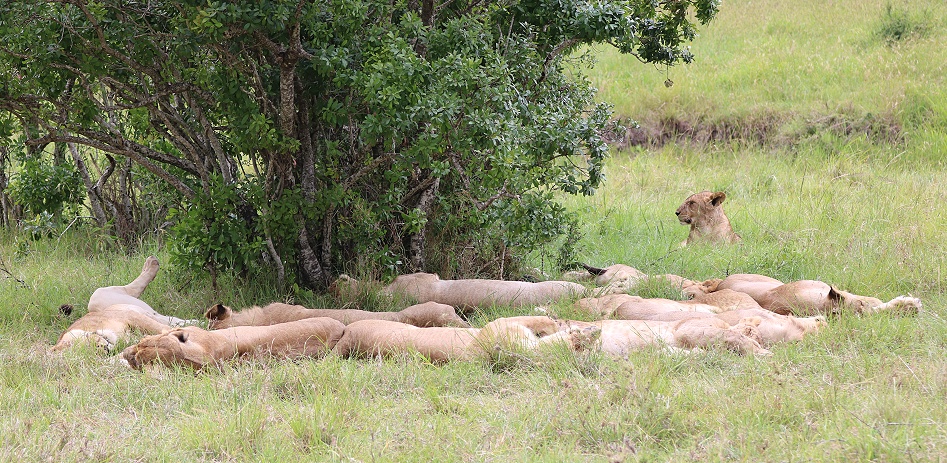 Rongai L&ouml;wenrudel, Masai Mara