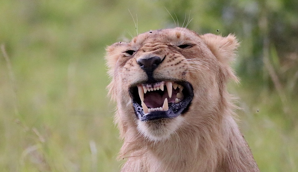 Rongai L&ouml;wenrudel, Masai Mara