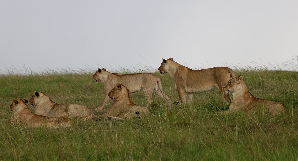 Rongai L&ouml;wenrudel, Masai Mara