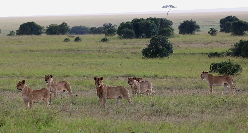 Rongai L&ouml;wenrudel, Masai Mara