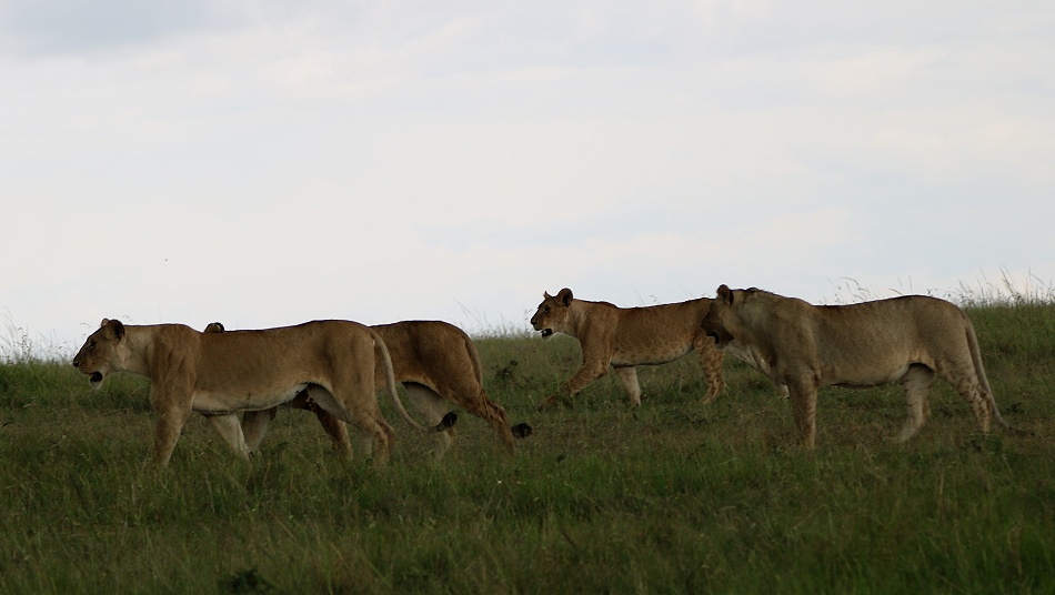 Rongai L&ouml;wenrudel, Masai Mara