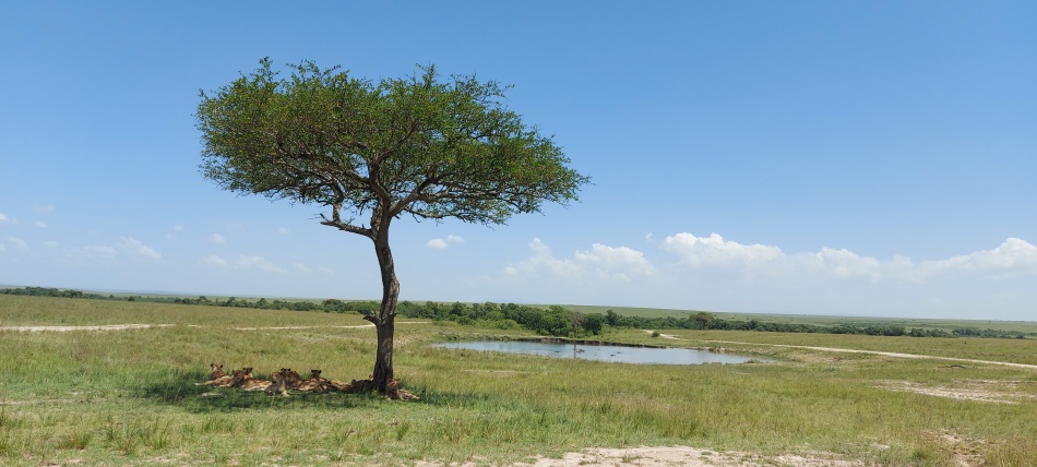 Mara, Rongai L&ouml;wenrudel
