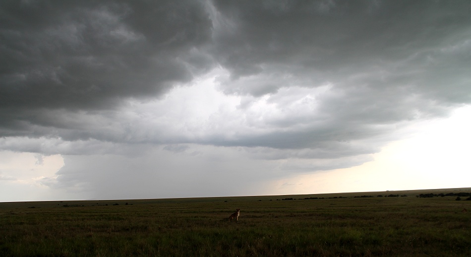 Rongai L&ouml;wenrudel, Masai Mara