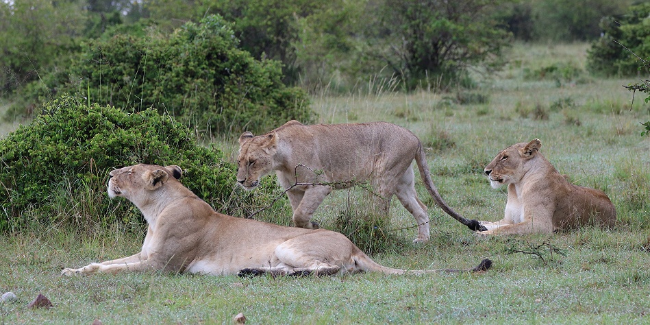 L&ouml;winnen vom Rongai Rudel, Masai Mara