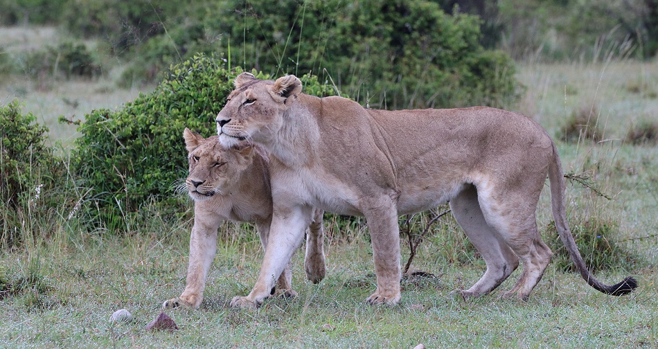 L&ouml;win mit junger L&ouml;win, Rongai Rudel, Masai Mara