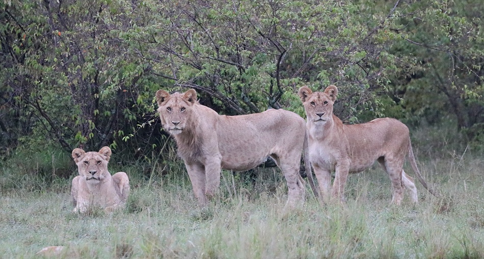 junge L&ouml;wen vom Rongai Rudel, Masai Mara