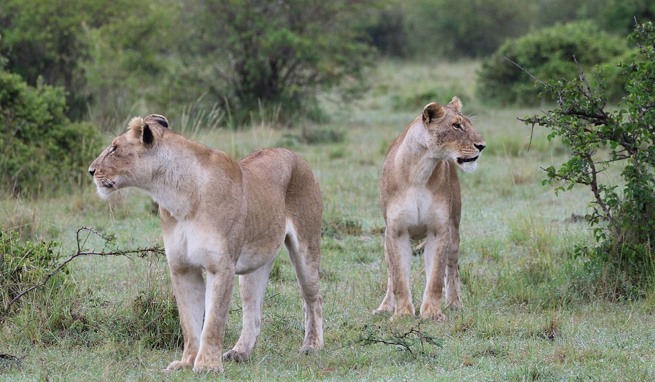 2 L&ouml;winnen vom Rongai Rudel, Masai Mara