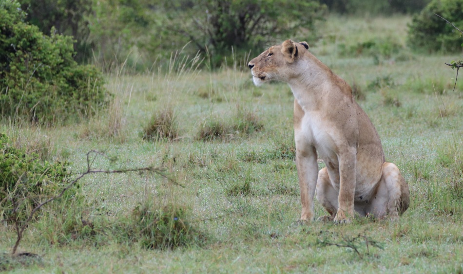 L&ouml;win vom Rongai Rudel, Masai Mara