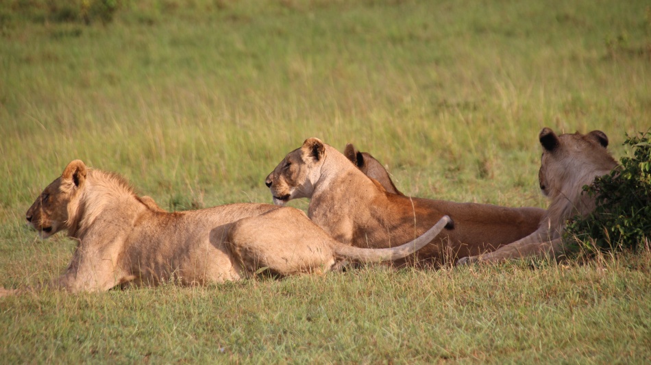 satte L&ouml;wen, Rongai Rudel