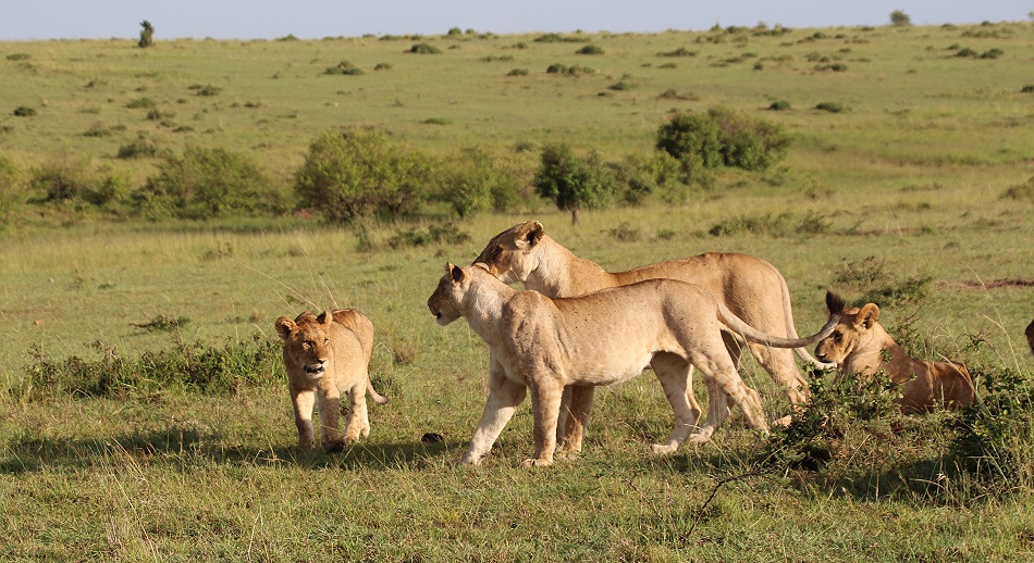 satte L&ouml;wen, Rongai Rudel