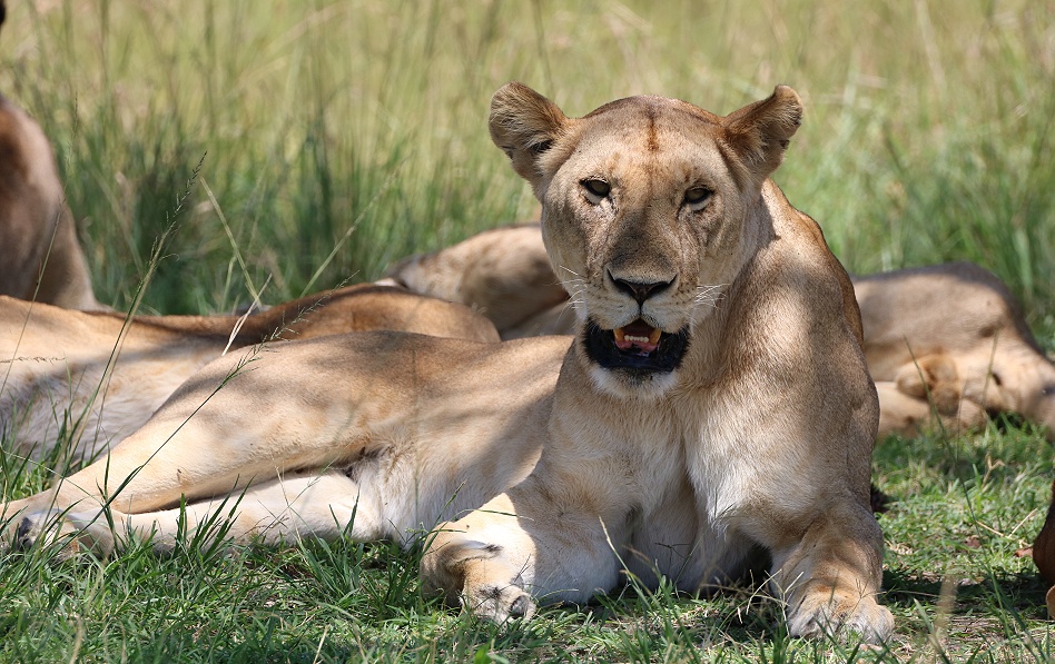 Mara, Rongai L&ouml;wenrudel
