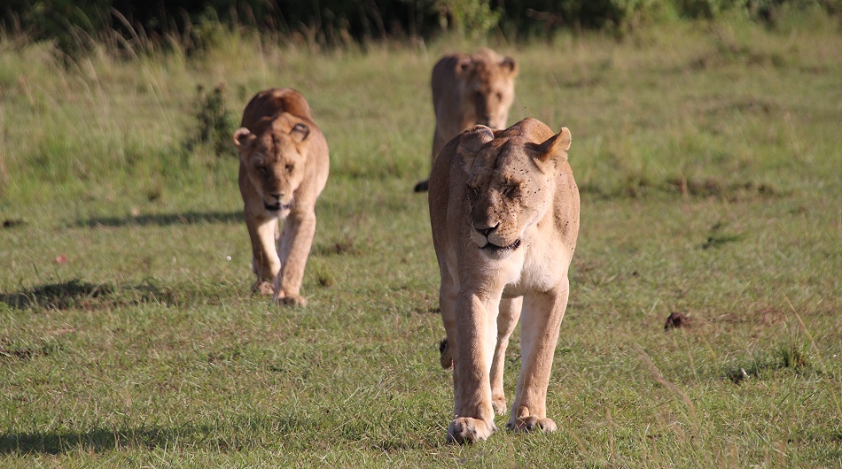 satte L&ouml;wen, Rongai Rudel