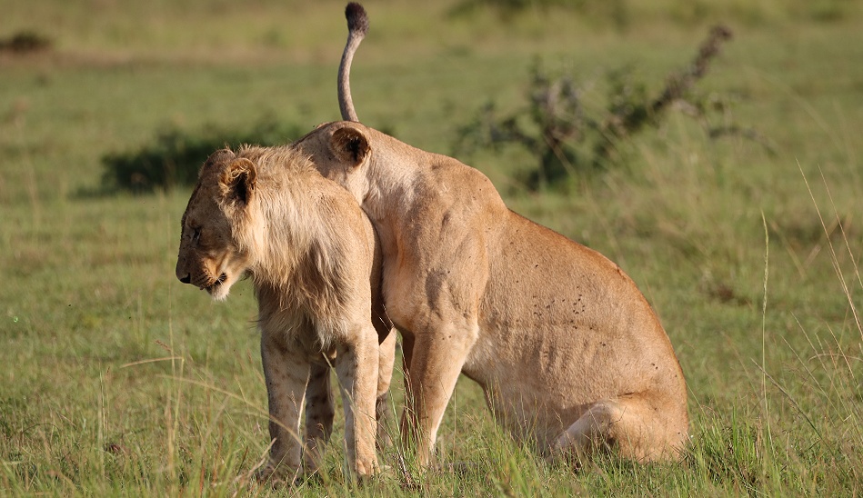 satte L&ouml;wen, Rongai Rudel