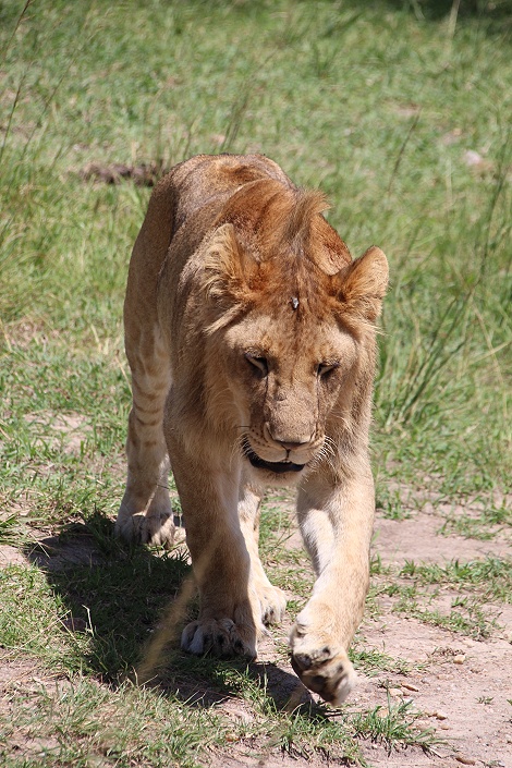 Mara, Rongai L&ouml;wenrudel