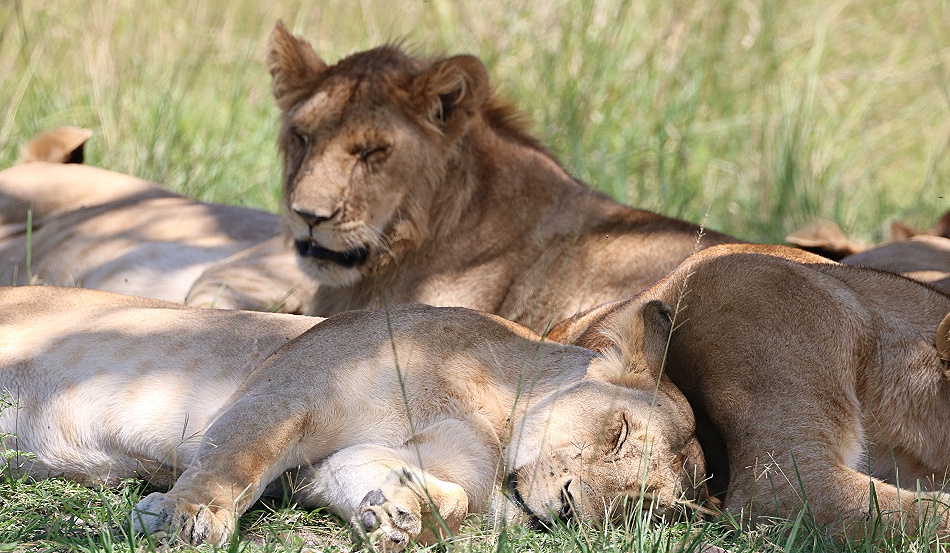 Mara, Rongai L&ouml;wenrudel