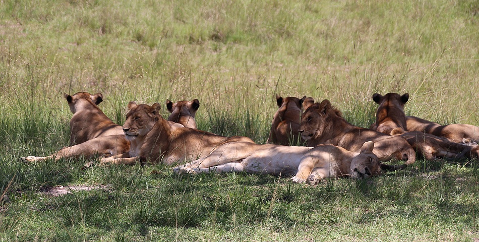 Mara, Rongai L&ouml;wenrudel