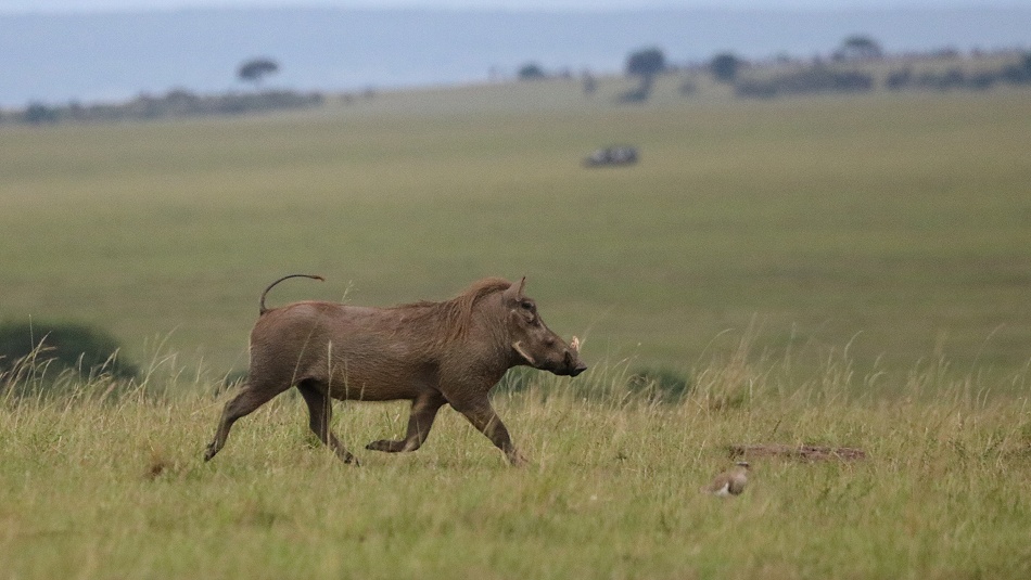 junge L&ouml;wen jagen Warzenschweine, Rongai Rudel