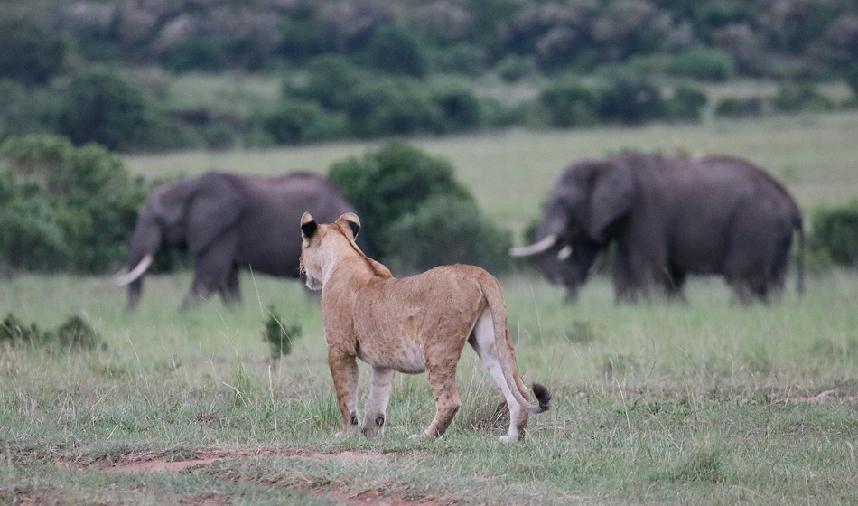 junge L&ouml;wen jagen Warzenschweine, Rongai Rudel
