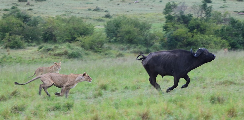 Rongai Rudel, die B&uuml;ffeljagd beginnt