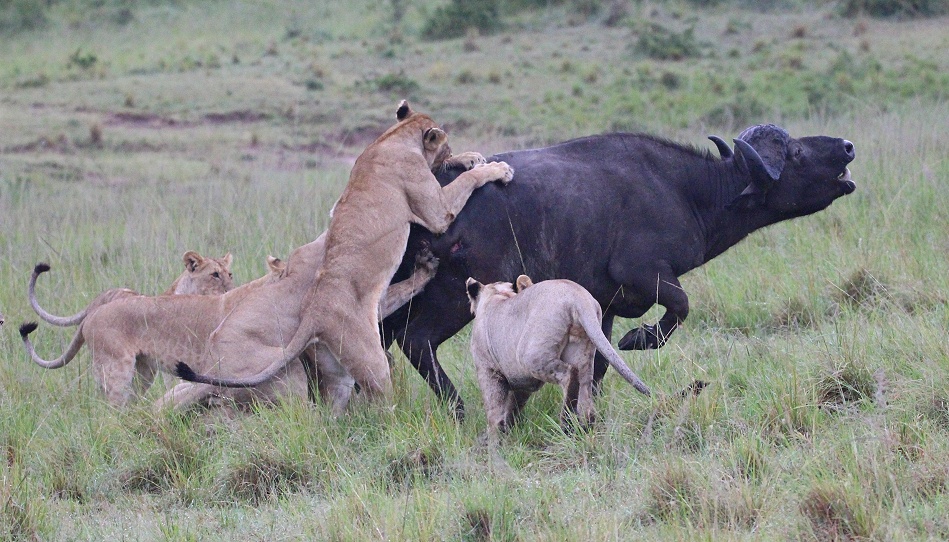 Rongai Rudel erbeutet Kaffernb&uuml;ffel
