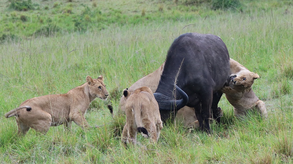 Rongai Rudel erbeutet Kaffernb&uuml;ffel