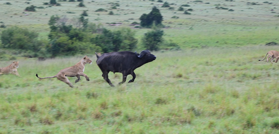 junge L&ouml;wen vom Rongai Rudel jagen Kaffernb&uuml;ffel