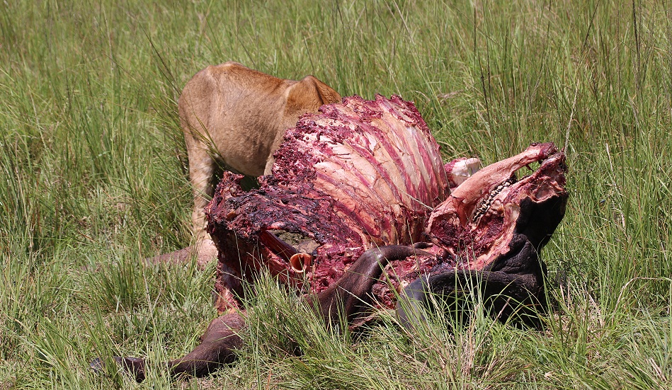 Es blieb wenig &uuml;brieg, Rongai L&ouml;wenrudel