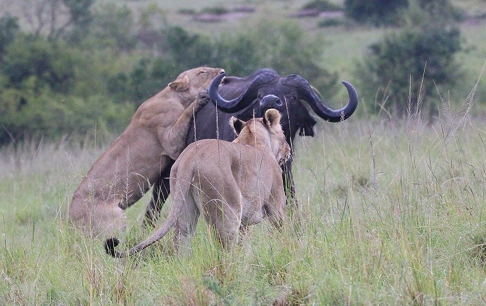 Rongai Rudel, die B&uuml;ffeljagd