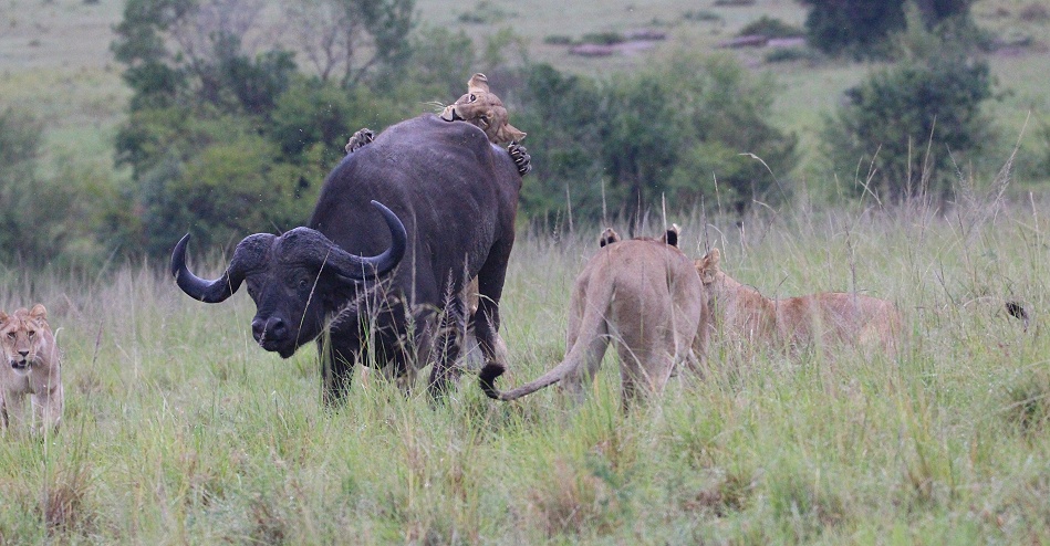 Rongai Rudel, die B&uuml;ffeljagd