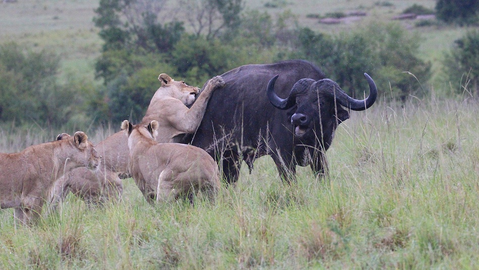 Rongai Rudel, die B&uuml;ffeljagd
