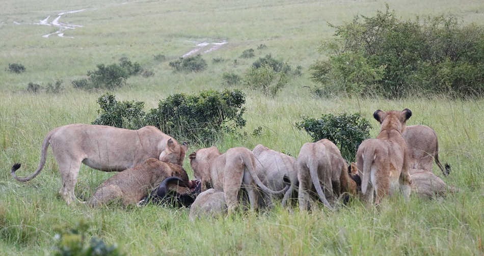 Rongai L&ouml;wen mit im Regen erbeutetem Kaffernb&uuml;ffel