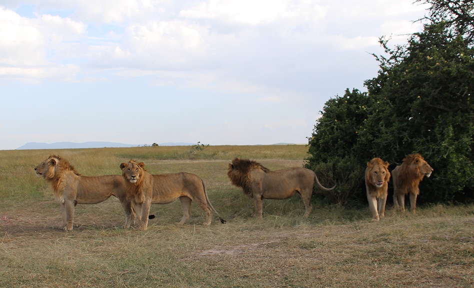 Rongai L&ouml;wen M&auml;nnchen, Masai Mara