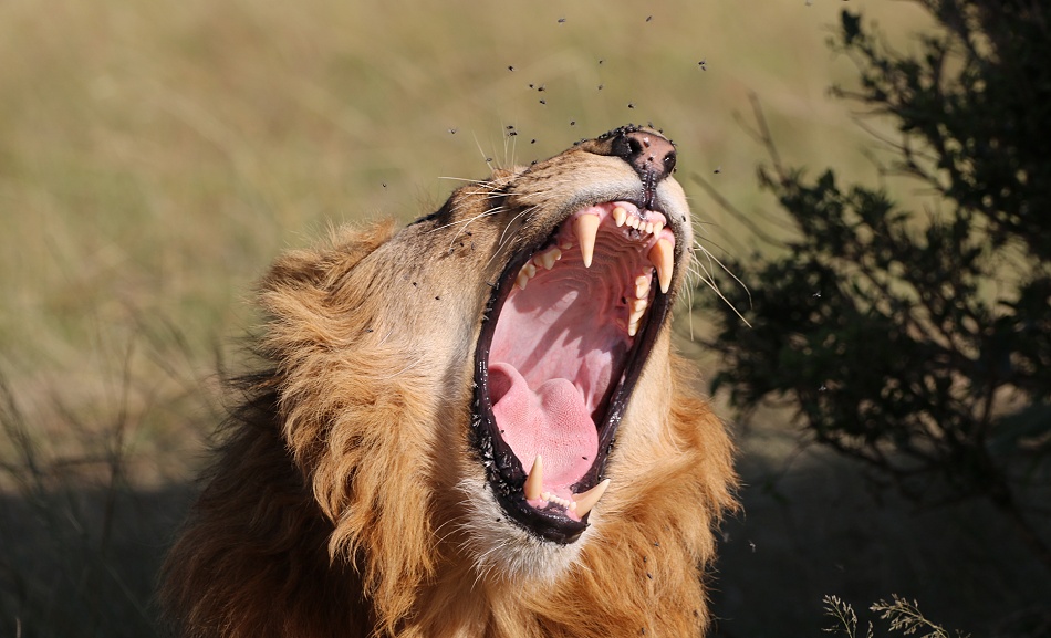 Rongai L&ouml;wen M&auml;nnchen, Masai Mara