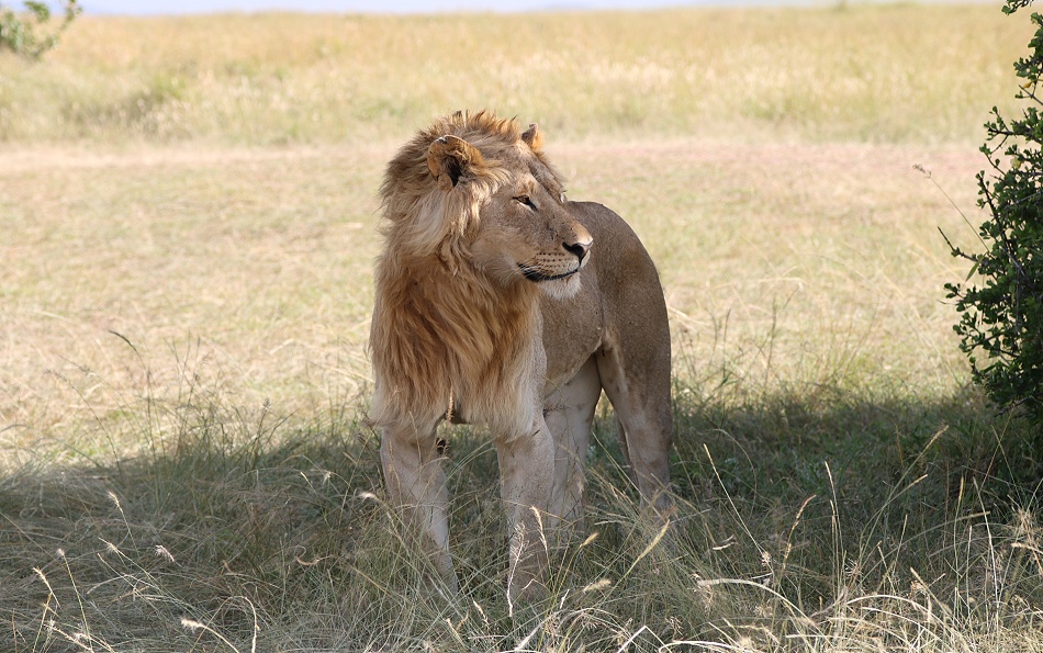 Rongai L&ouml;wen M&auml;nnchen, Masai Mara