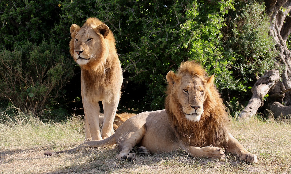 Rongai L&ouml;wen M&auml;nnchen, Masai Mara