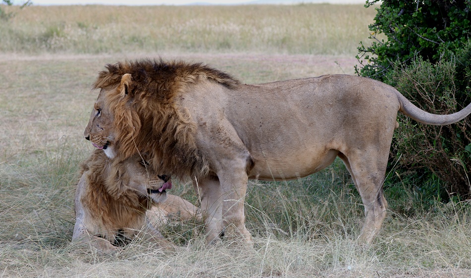 Rongai L&ouml;wen M&auml;nnchen, Masai Mara