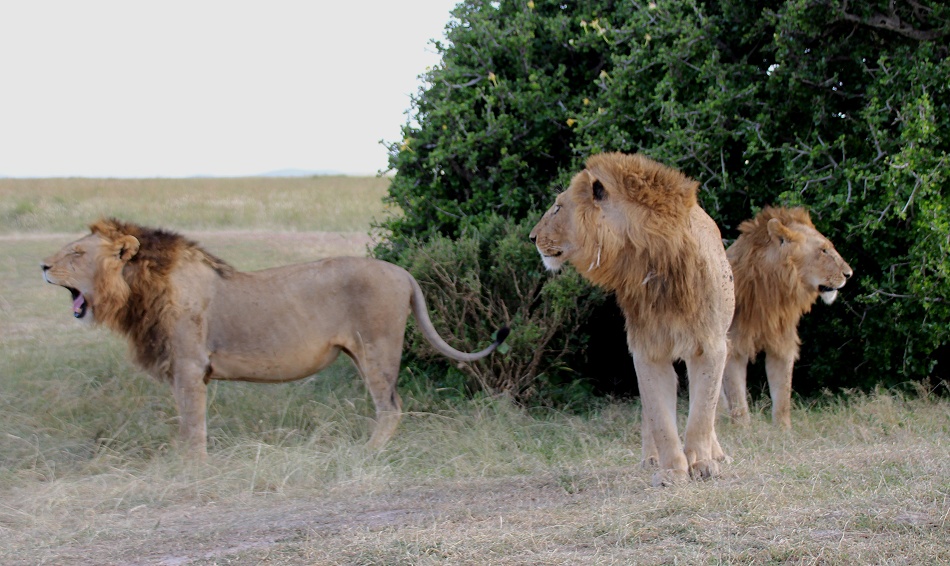 Rongai L&ouml;wen M&auml;nnchen, Masai Mara