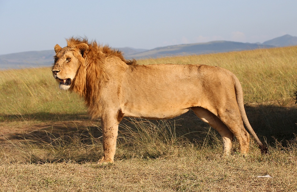 Rongai L&ouml;wen M&auml;nnchen, Masai Mara