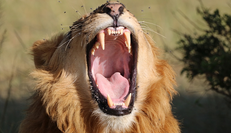 Rongai L&ouml;wen M&auml;nnchen, Masai Mara