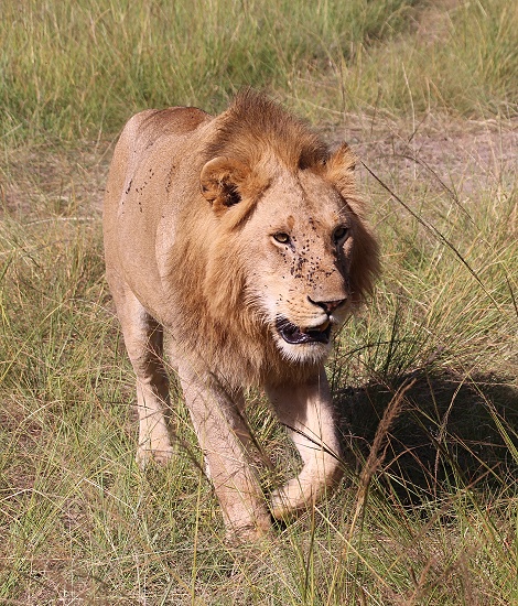 Rongai L&ouml;wen M&auml;nnchen R5