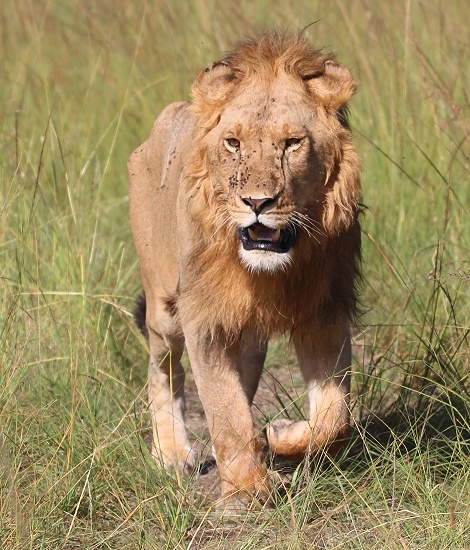 Rongai L&ouml;wen M&auml;nnchen R5