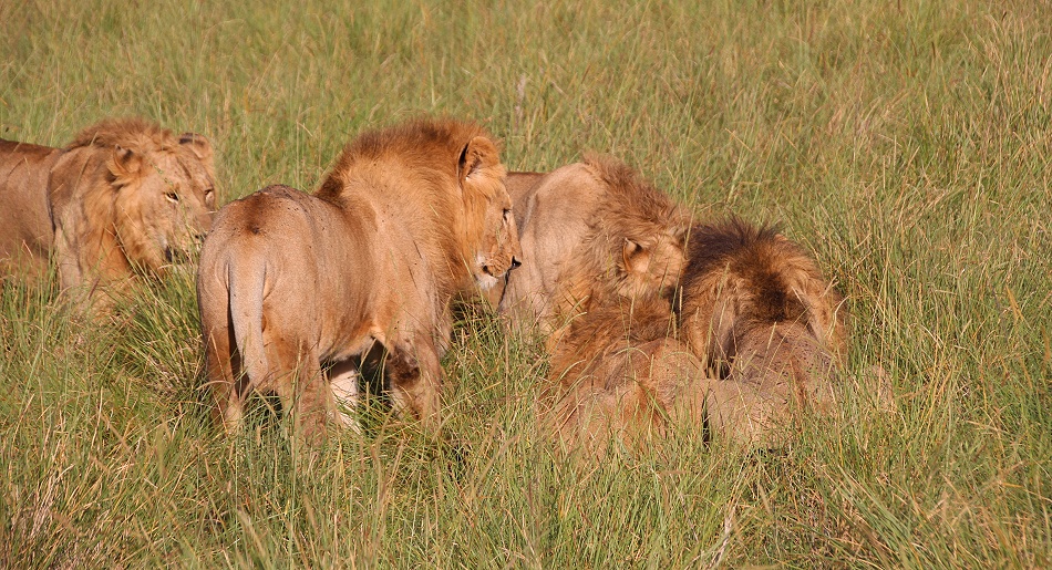 Rongai L&ouml;wen M&auml;nnchen t&ouml;ten und fressen Kaffernb&uuml;ffelkalb