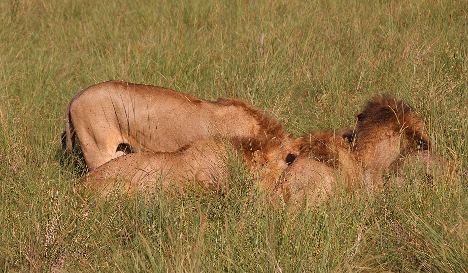 Rongai L&ouml;wen M&auml;nnchen t&ouml;ten und fressen Kaffernb&uuml;ffelkalb