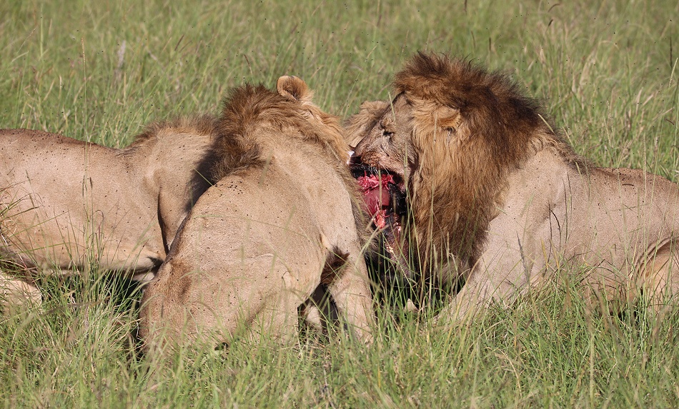 Rongai L&ouml;wen M&auml;nnchen t&ouml;ten und fressen Kaffernb&uuml;ffelkalb